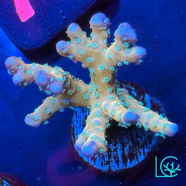 RRC Tropicana Anacropora WYSIWYG