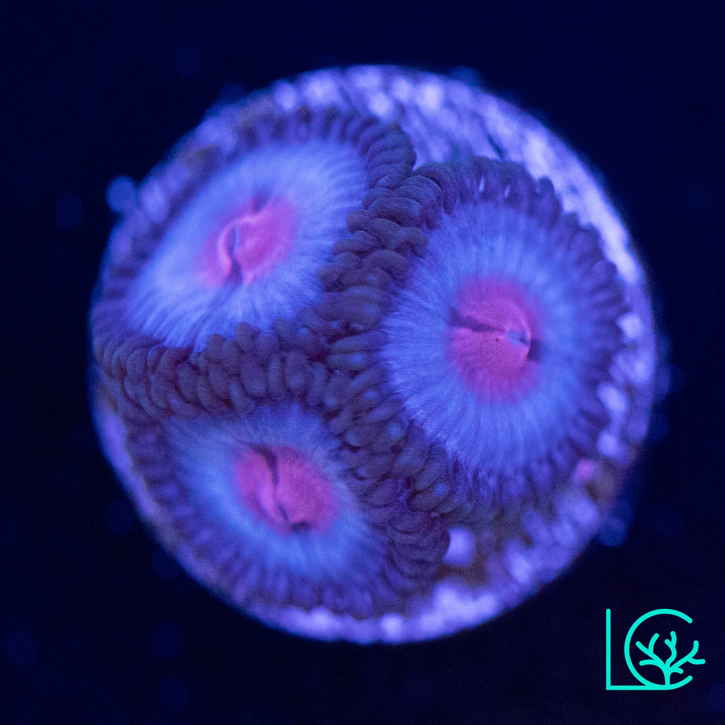 MIami Vice Zoa WYSIWYG