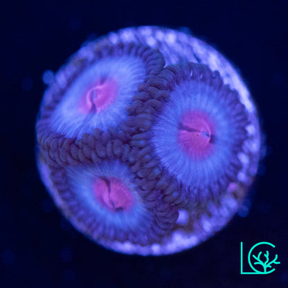 MIami Vice Zoa WYSIWYG