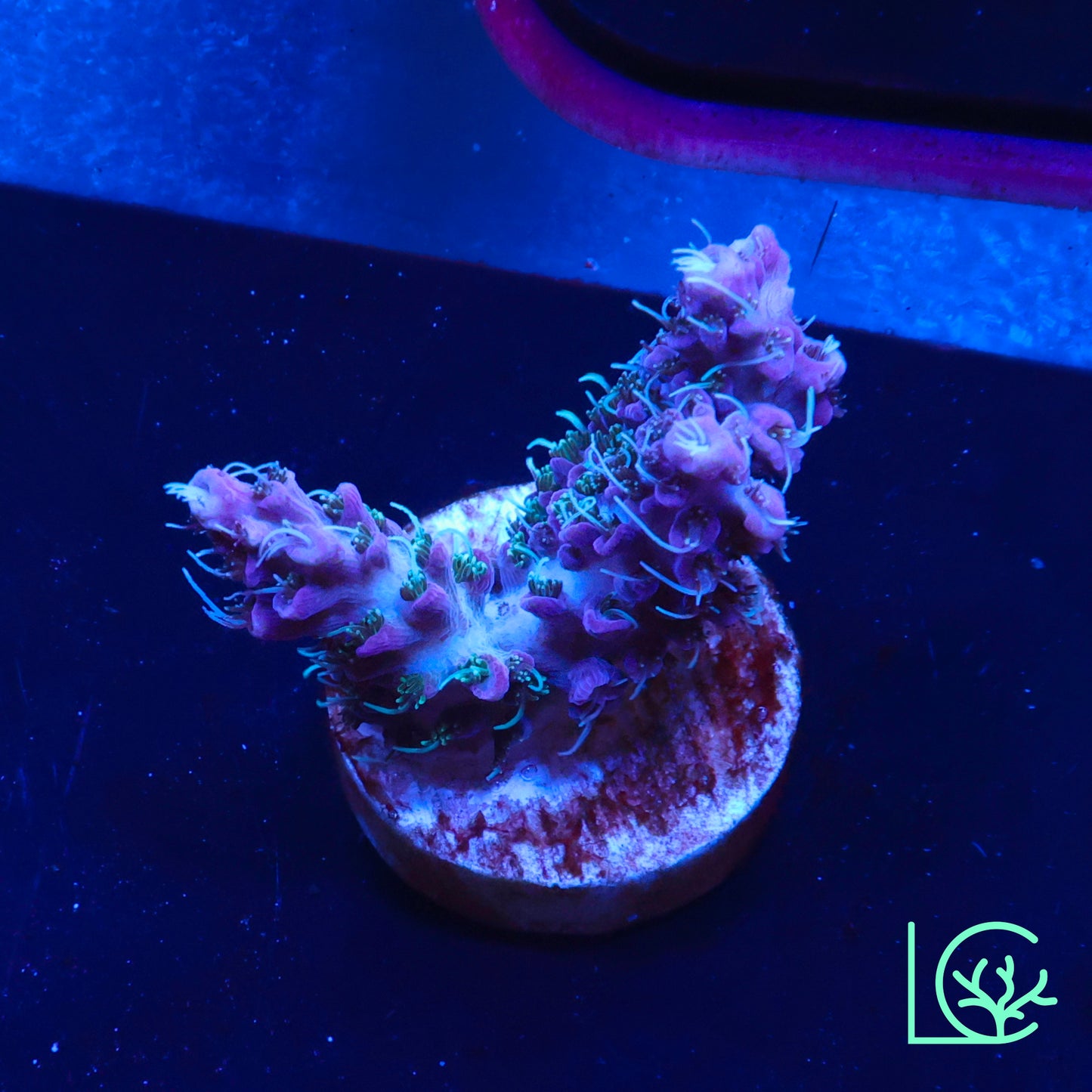TSA Purple Haze Acropora WYSIWYG