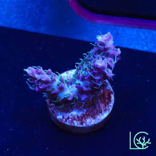 TSA Purple Haze Acropora WYSIWYG