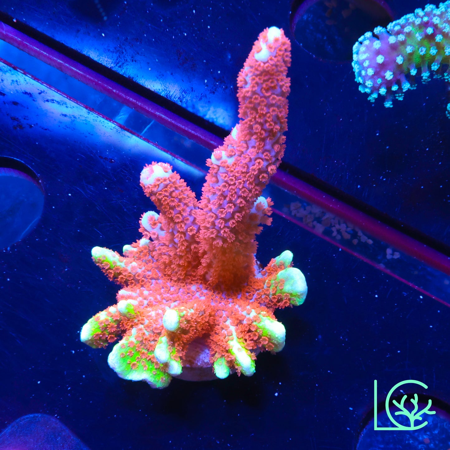 Bubble Gum Digi WYSIWYG
