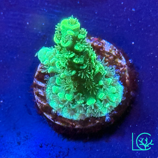 Toxic Tenius Acropora WYSIWYG