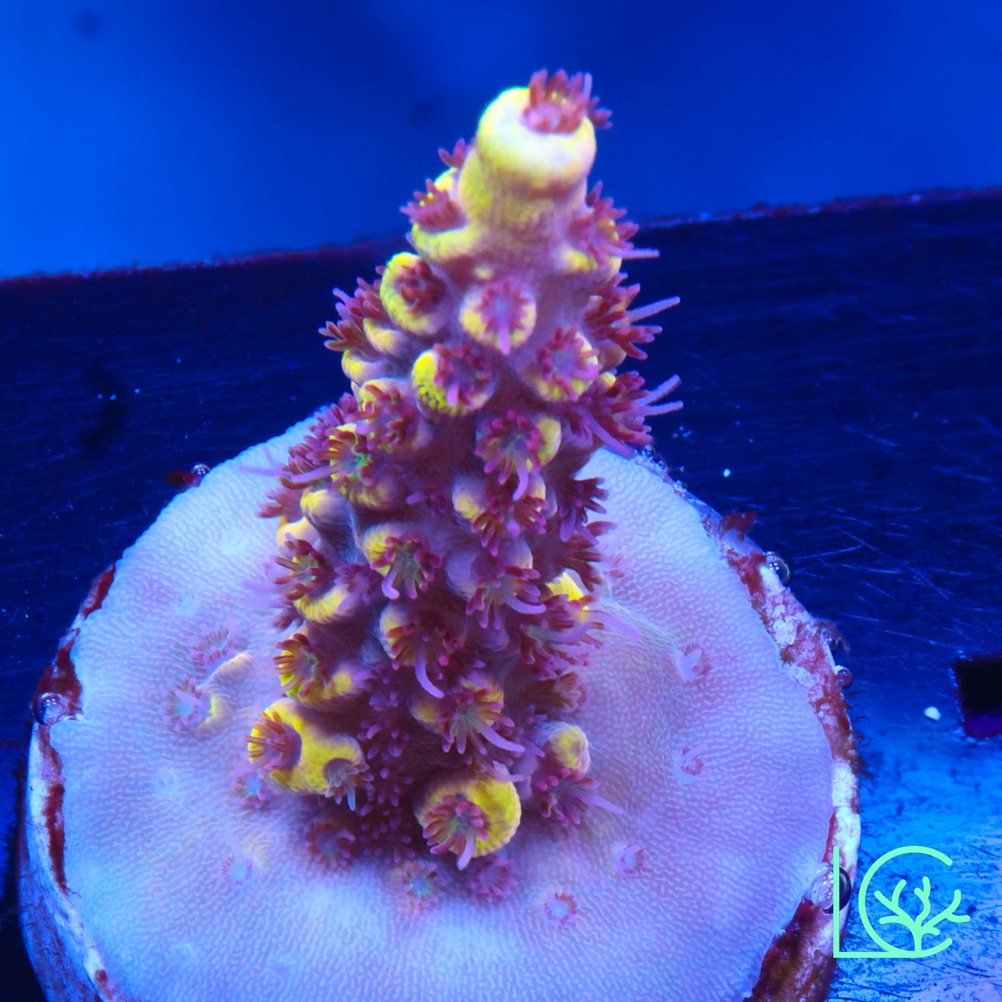 WWC Afterparty Acropora WYSIWYG