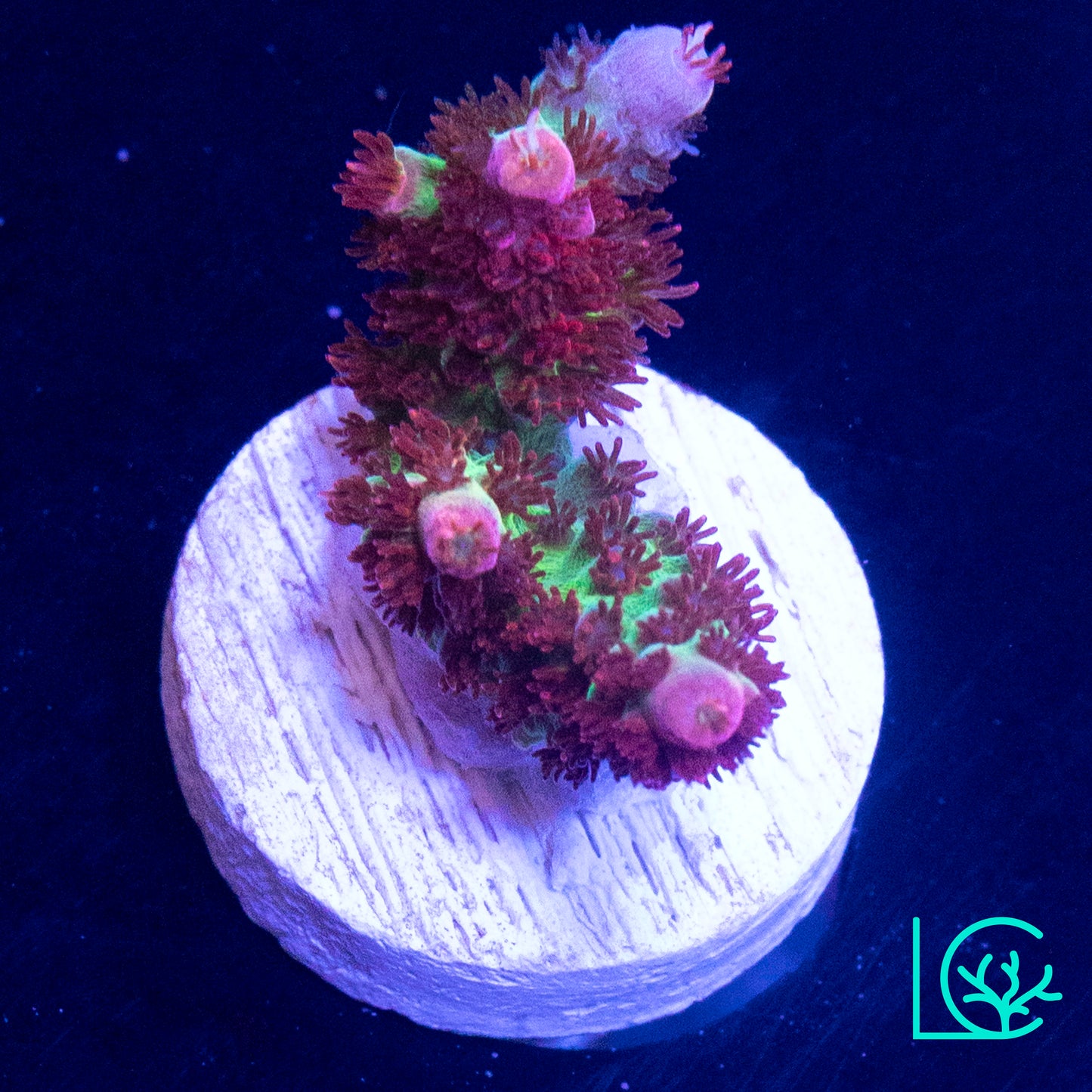 TSA Princess Peach Acropora WYSIWYG