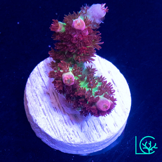 TSA Princess Peach Acropora WYSIWYG