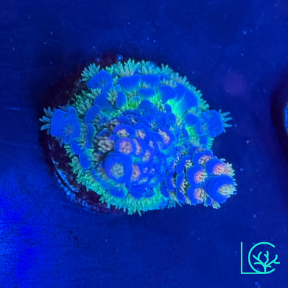 JF Jolt Acropora WYSIWYG