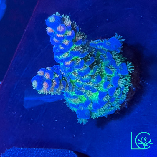 JF Jolt Acropora WYSIWYG