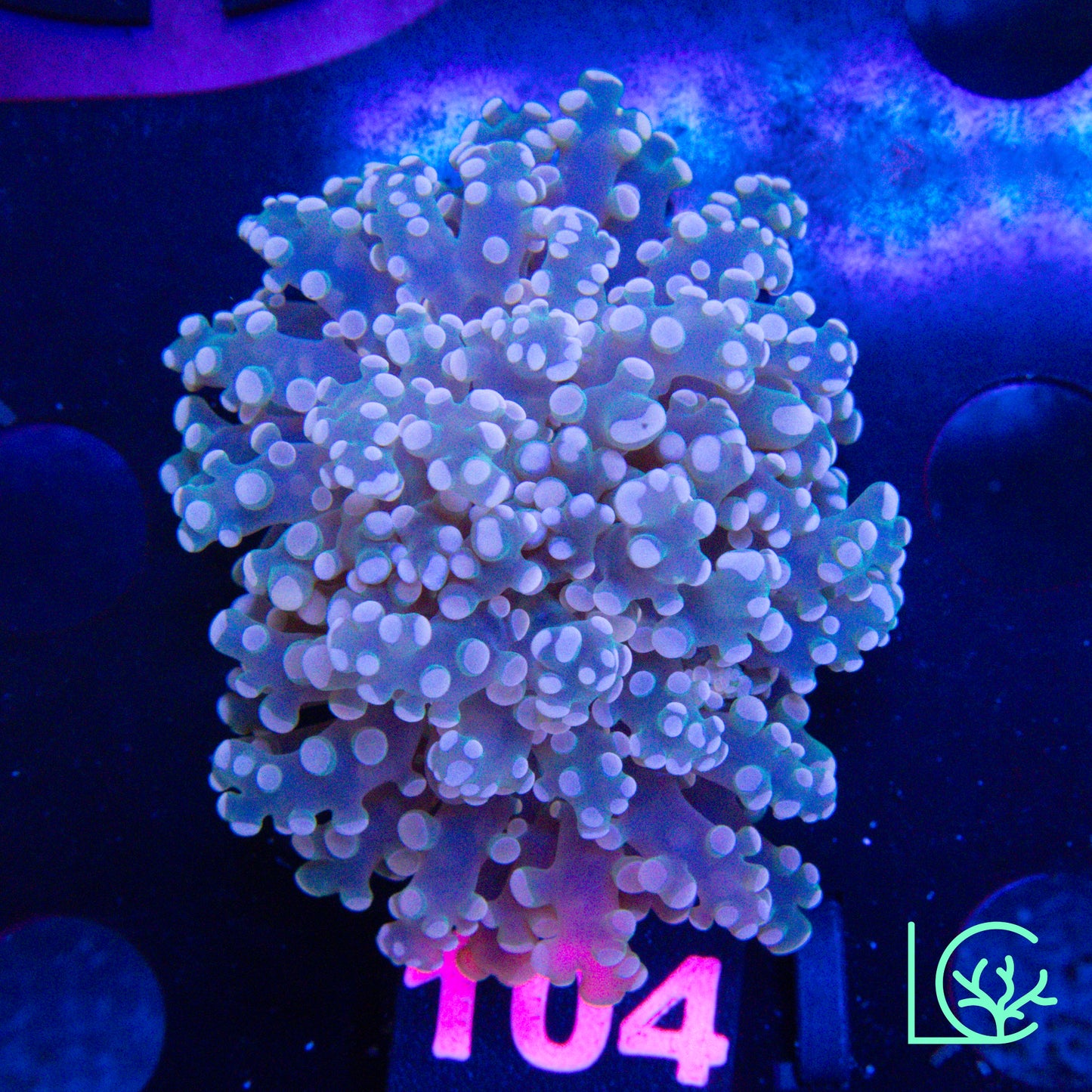 Cherry Blossom Frogspawn WYSIWYG