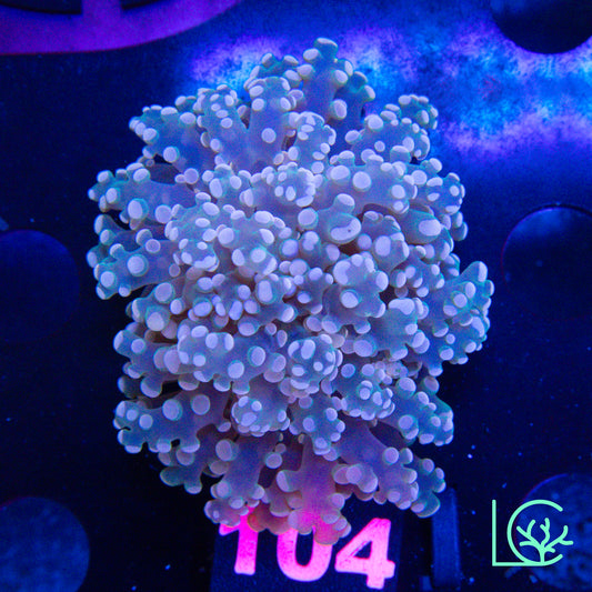 Cherry Blossom Frogspawn WYSIWYG