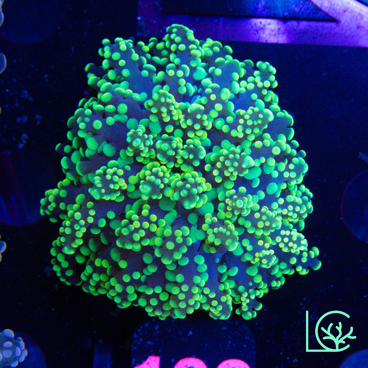 Yellow Jacket Frogspawn WYSIWYG