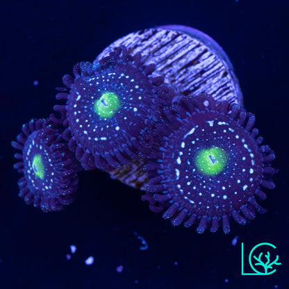 Blue Lagoon Zoa WYSIWYG