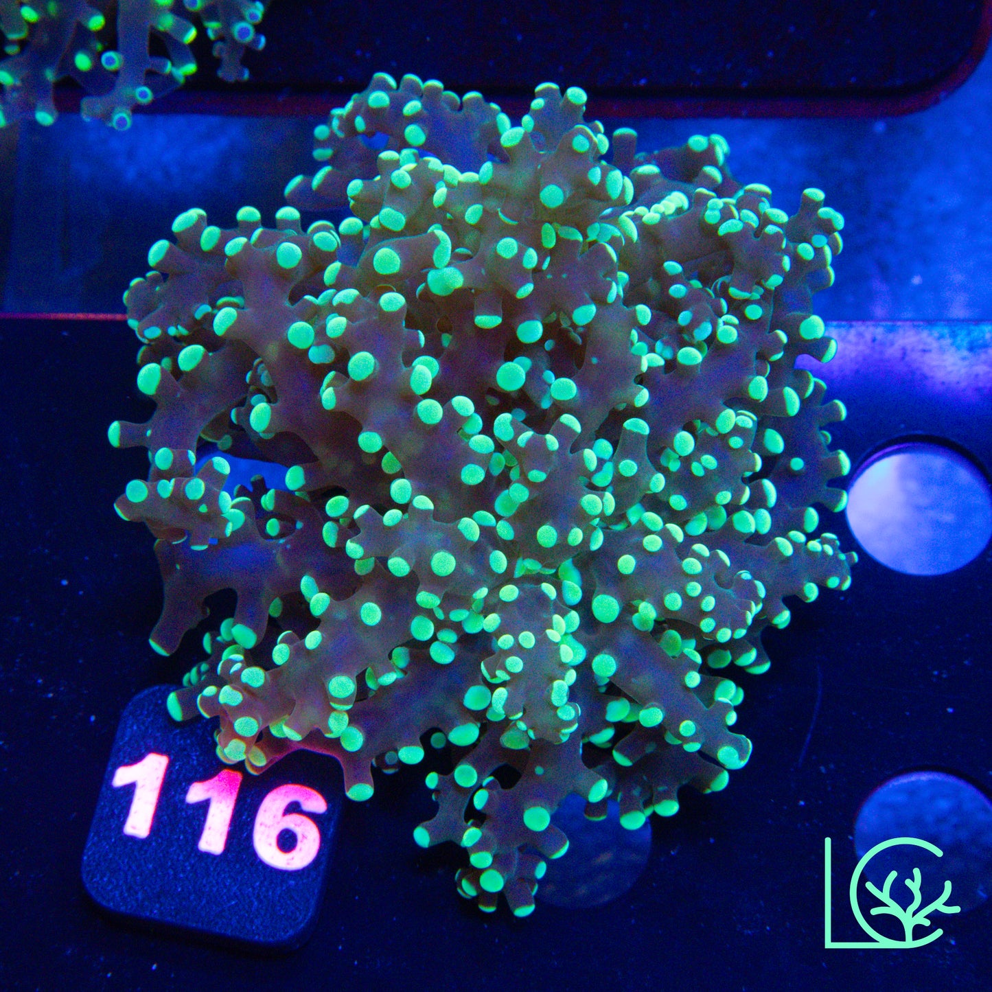 Green Lantern Frogspawn WYSIWYG