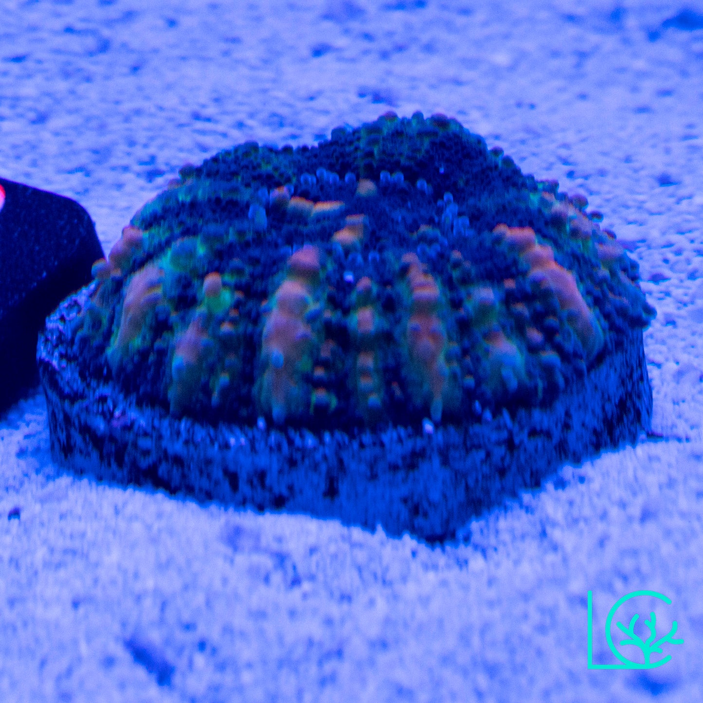 Button Scoly WYSIWYG