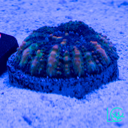 Button Scoly WYSIWYG