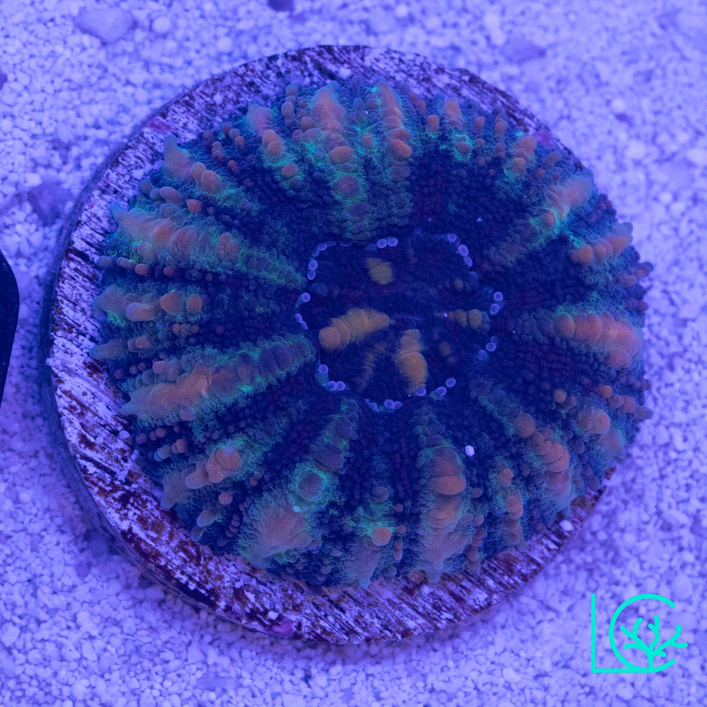 Button Scoly WYSIWYG