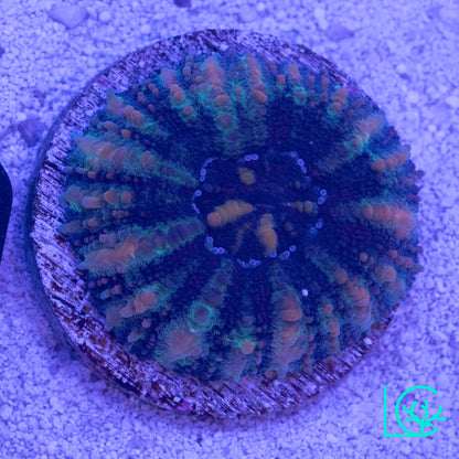 Button Scoly WYSIWYG