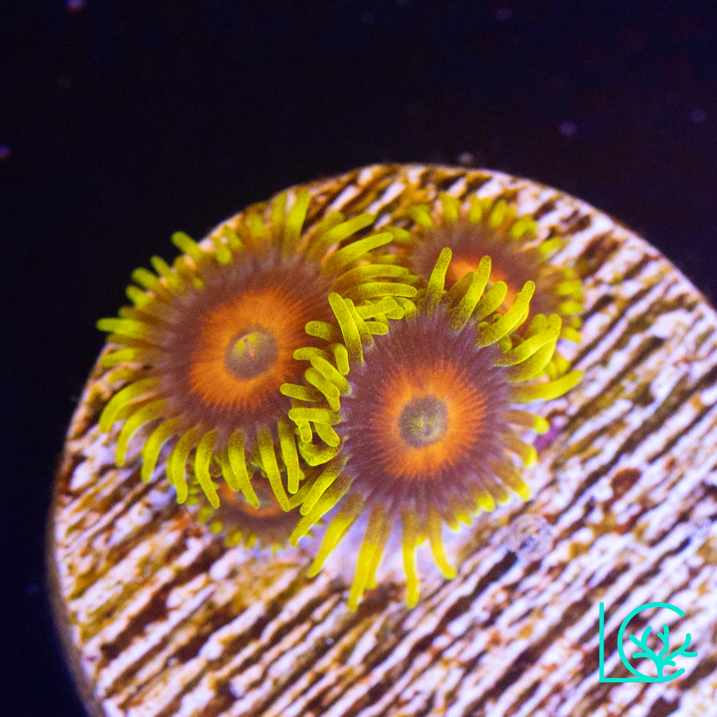 Lazy Lashes Zoa WYSIWYG