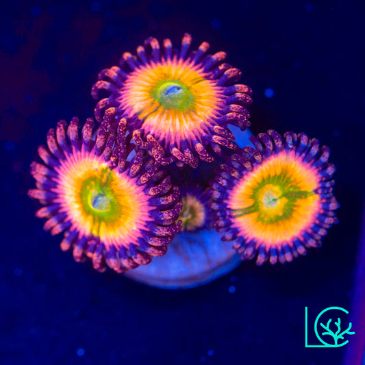 Rainbow Infusion Zoa WYSIWYG
