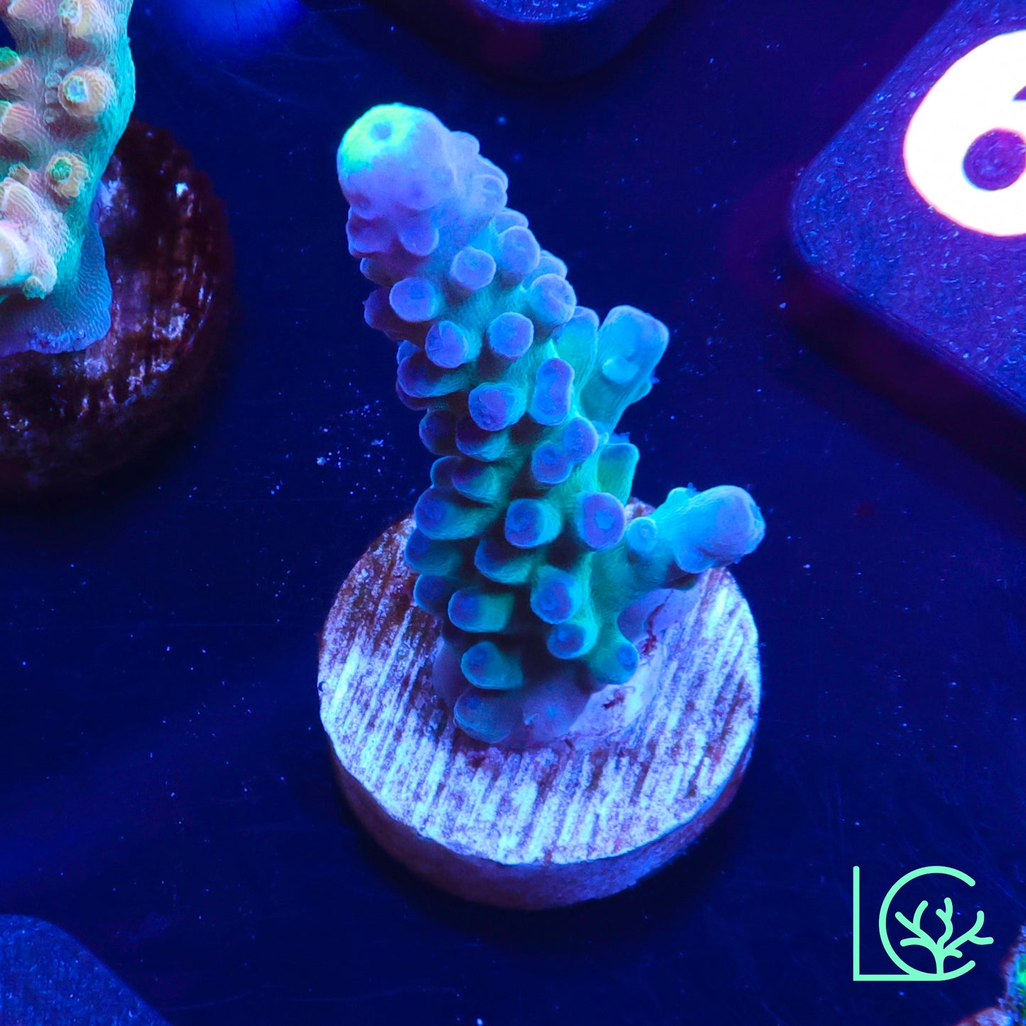 WWC Yellow Tip Acropora WYSIWYG