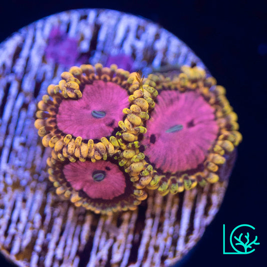Pink Diamond Zoa WYSIWYG