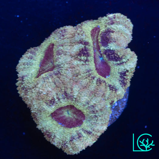 Asian Acan WYSIWYG