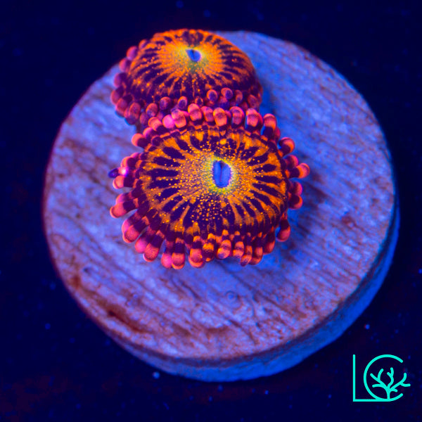 Alien Antivenom Zoa WYSIWYG