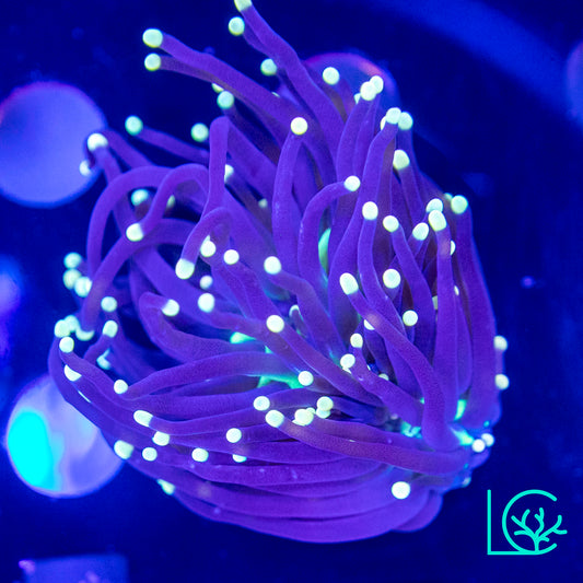 Yellow Tip Joker Torch