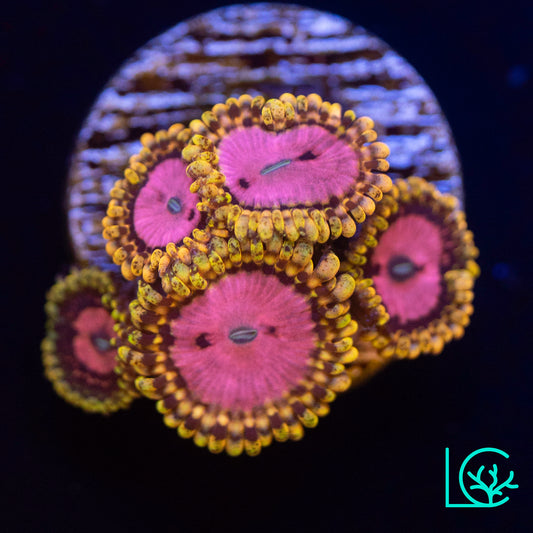 Pink Diamond Zoa WYSIWYG