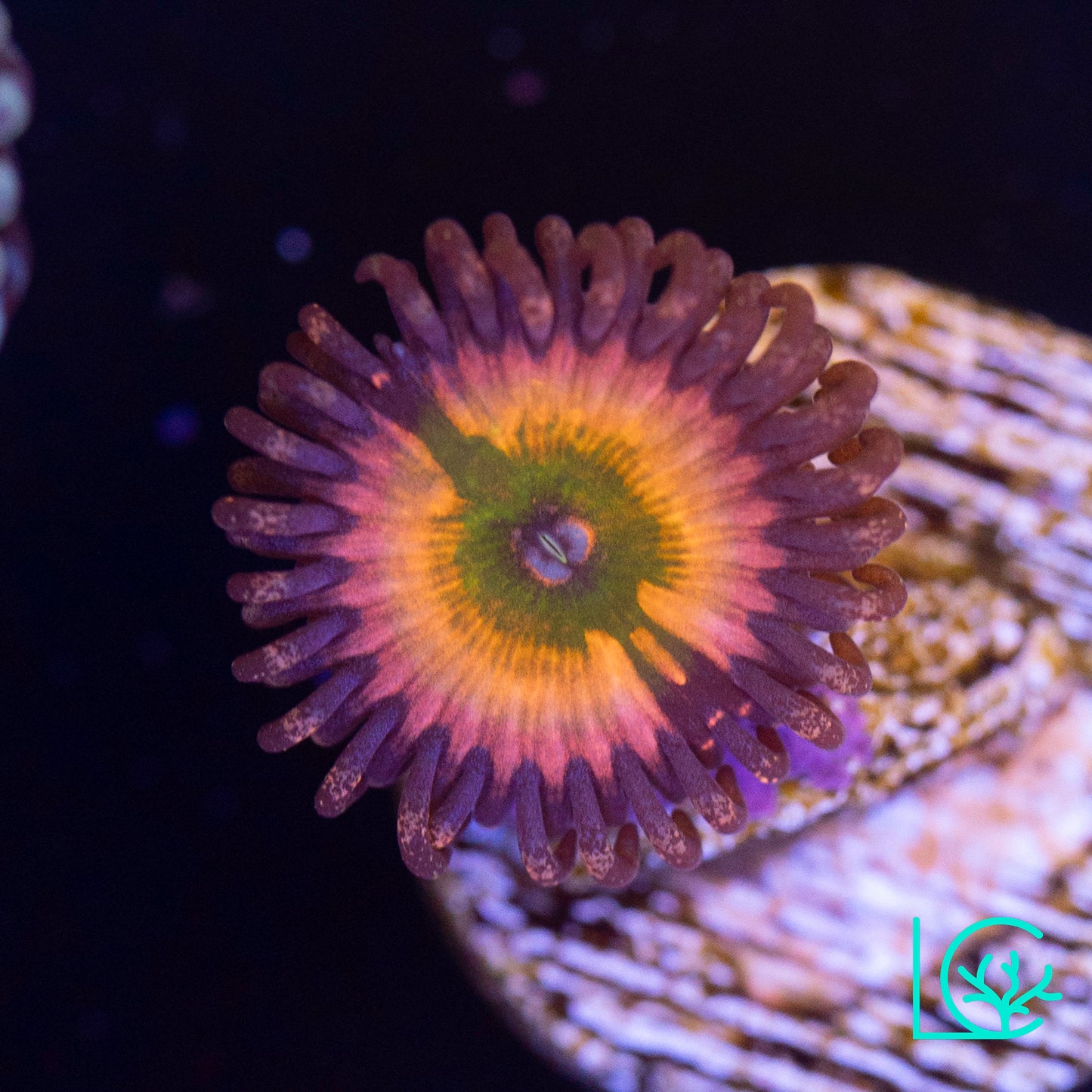 Rainbow Infusion Zoa WYSIWYG