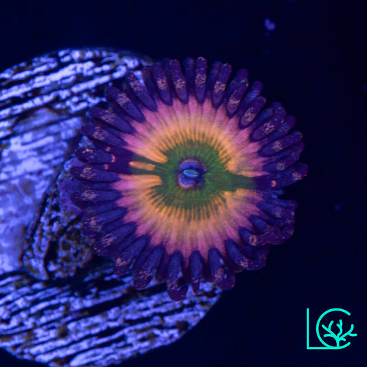 Rainbow Infusion Zoa WYSIWYG