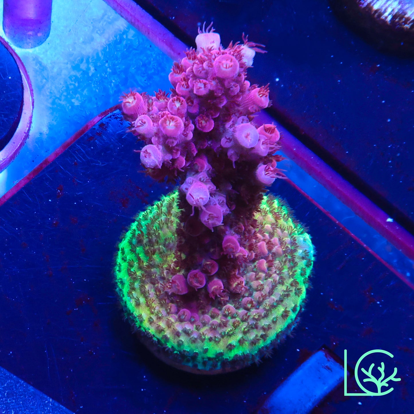PC Rainbow Acropora WYSIWYG
