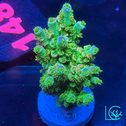 Jason Fox Homewrecker Acropora WYSIWYG