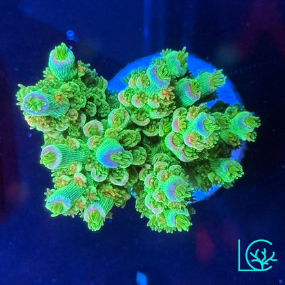 Jason Fox Homewrecker Acropora WYSIWYG