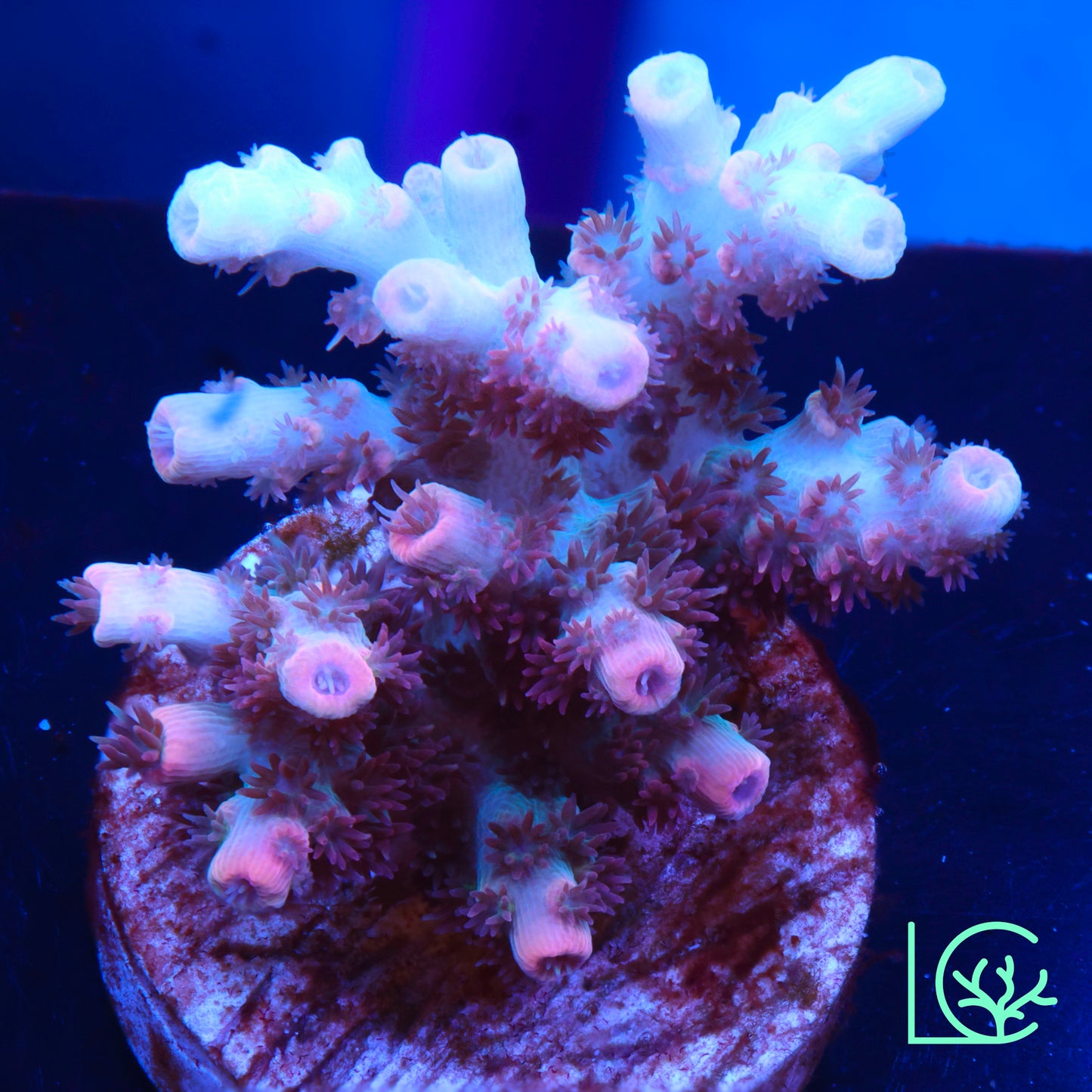 TSA Daydream Acropora WYSIWYG