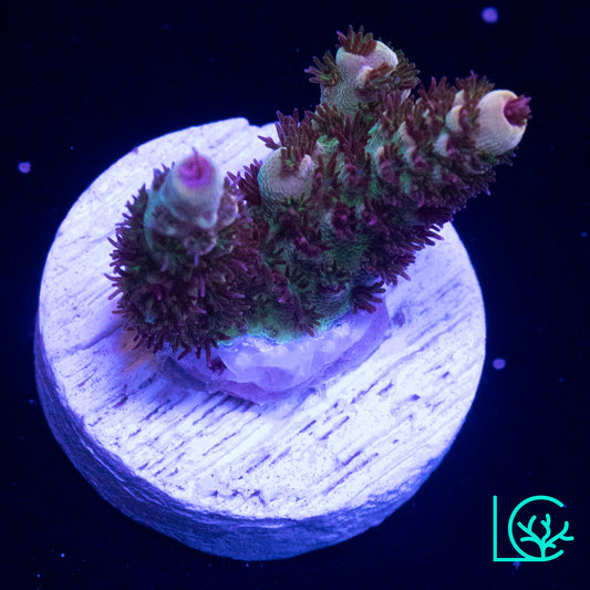 TSA Rainbow Sherbert Acropora WYSIWYG