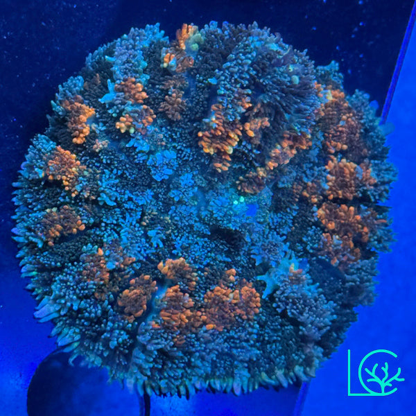 Orange Dot Rhodactis Mushroom WYSIWYG