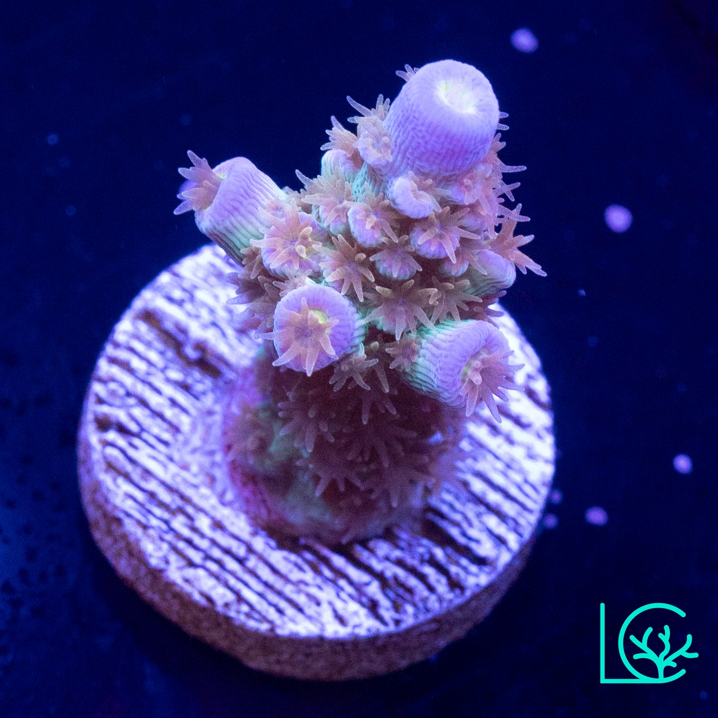 CC Disney Jr Acropora WYSIWYG