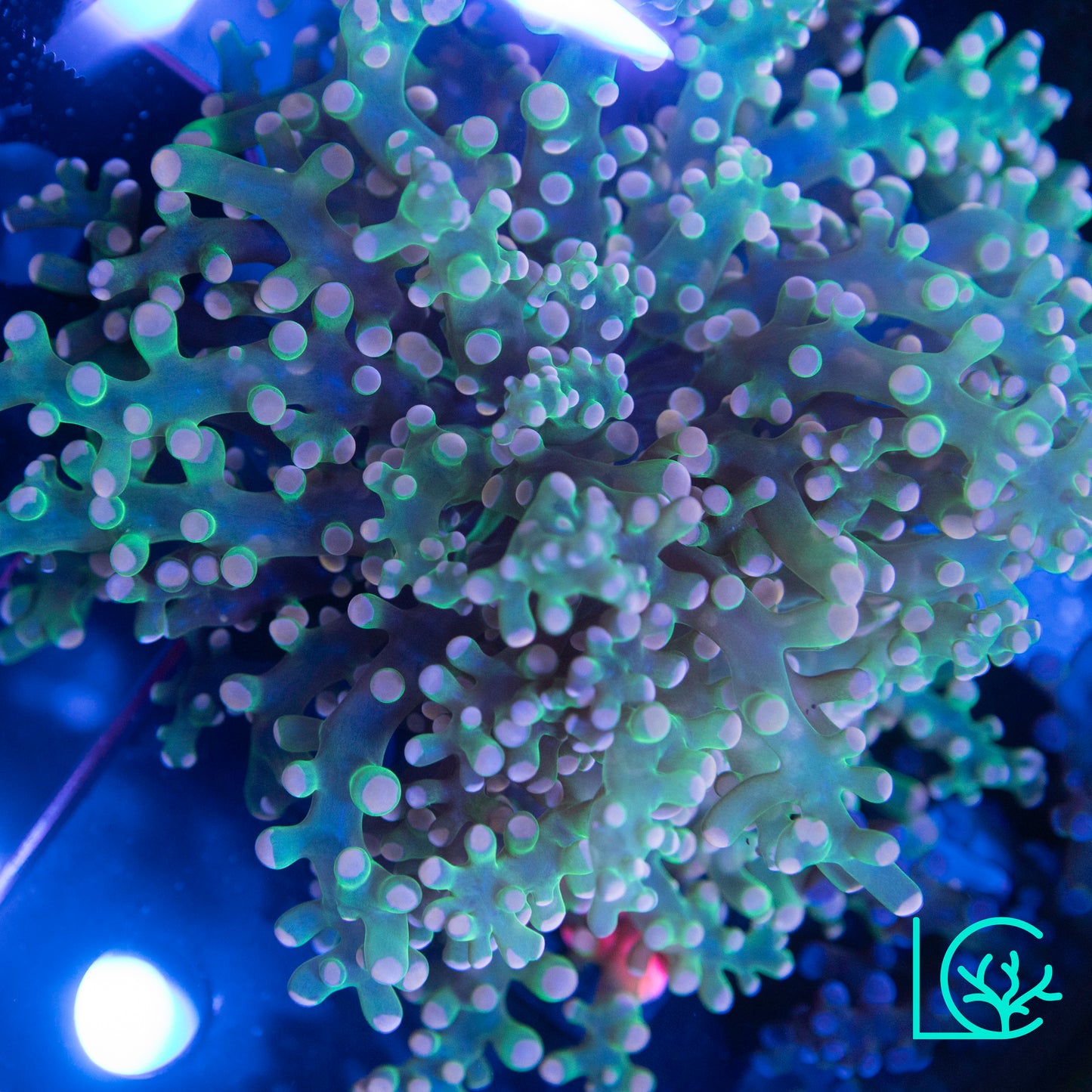 Green Stem Pink Tip Octo WYSIWYG