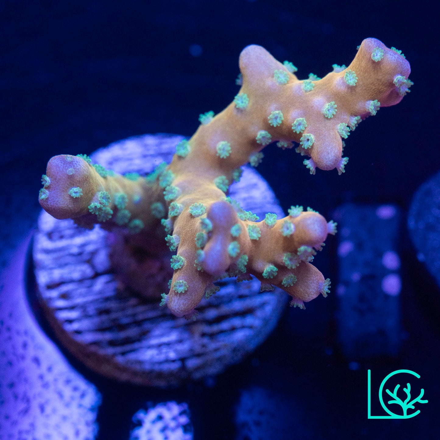 RRC Tropicana Anacropora WYSIWYG