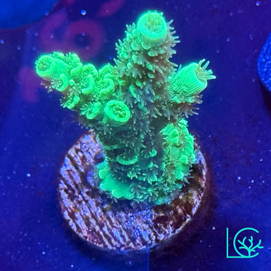 Toxic Tenius Acropora WYSIWYG
