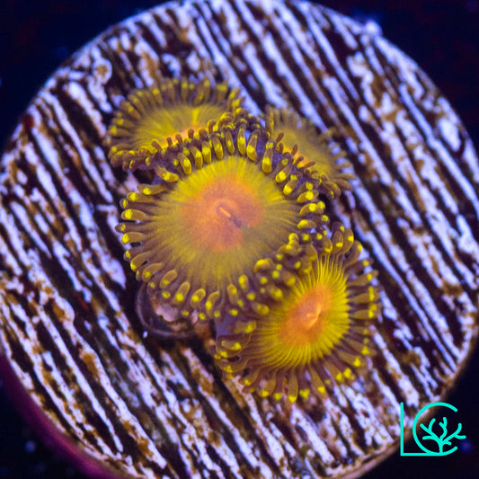 WWC Golden Gods Zoa WYSIWYG