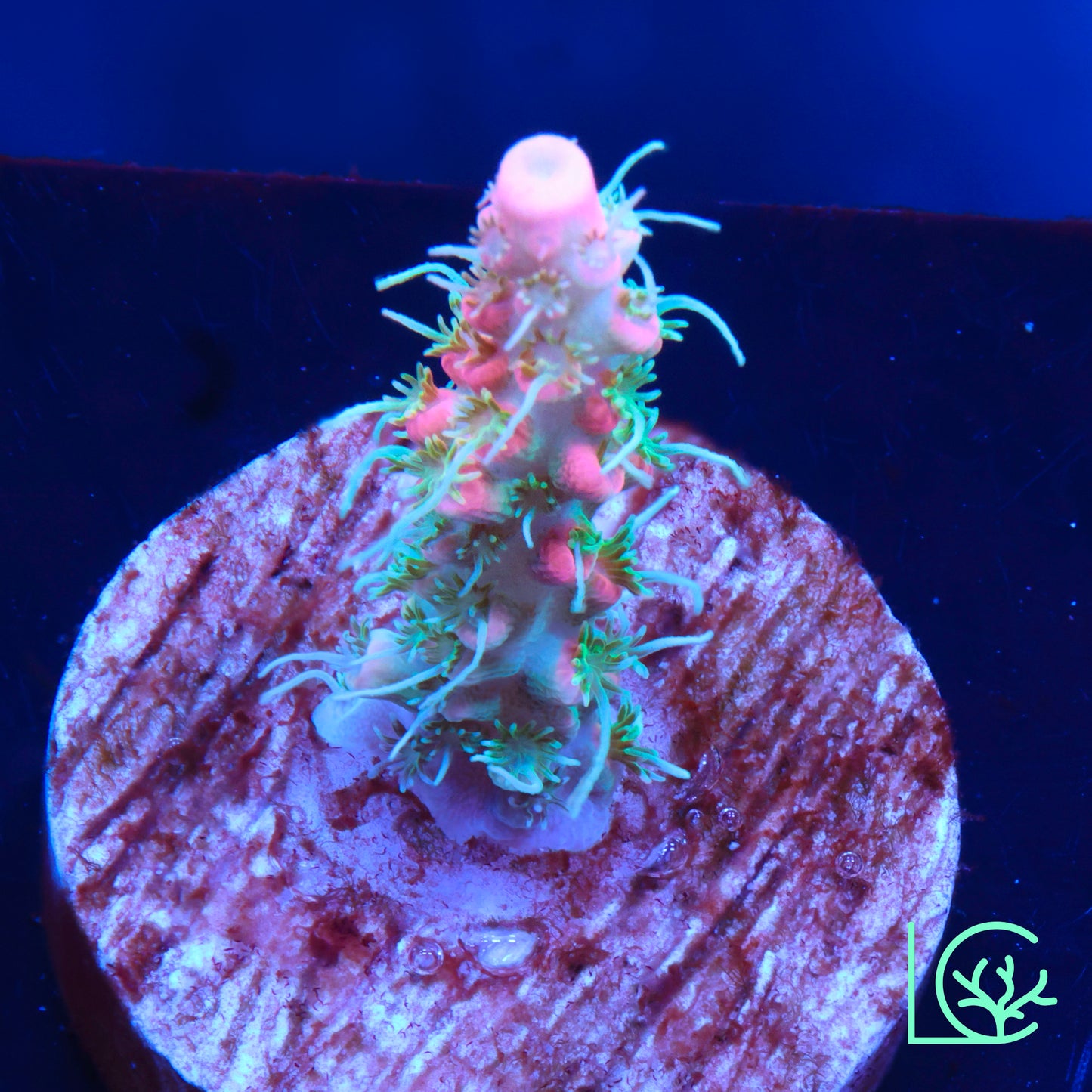 CB Tangerine Dream Acropora WYSIWYG