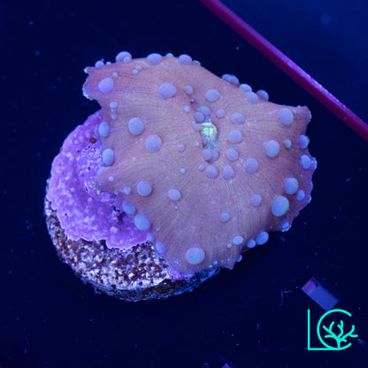 Neptune Bounce Mushroom WYSIWYG
