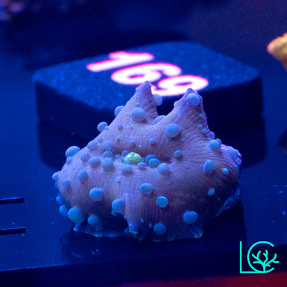 Neptune Bounce Mushroom WYSIWYG