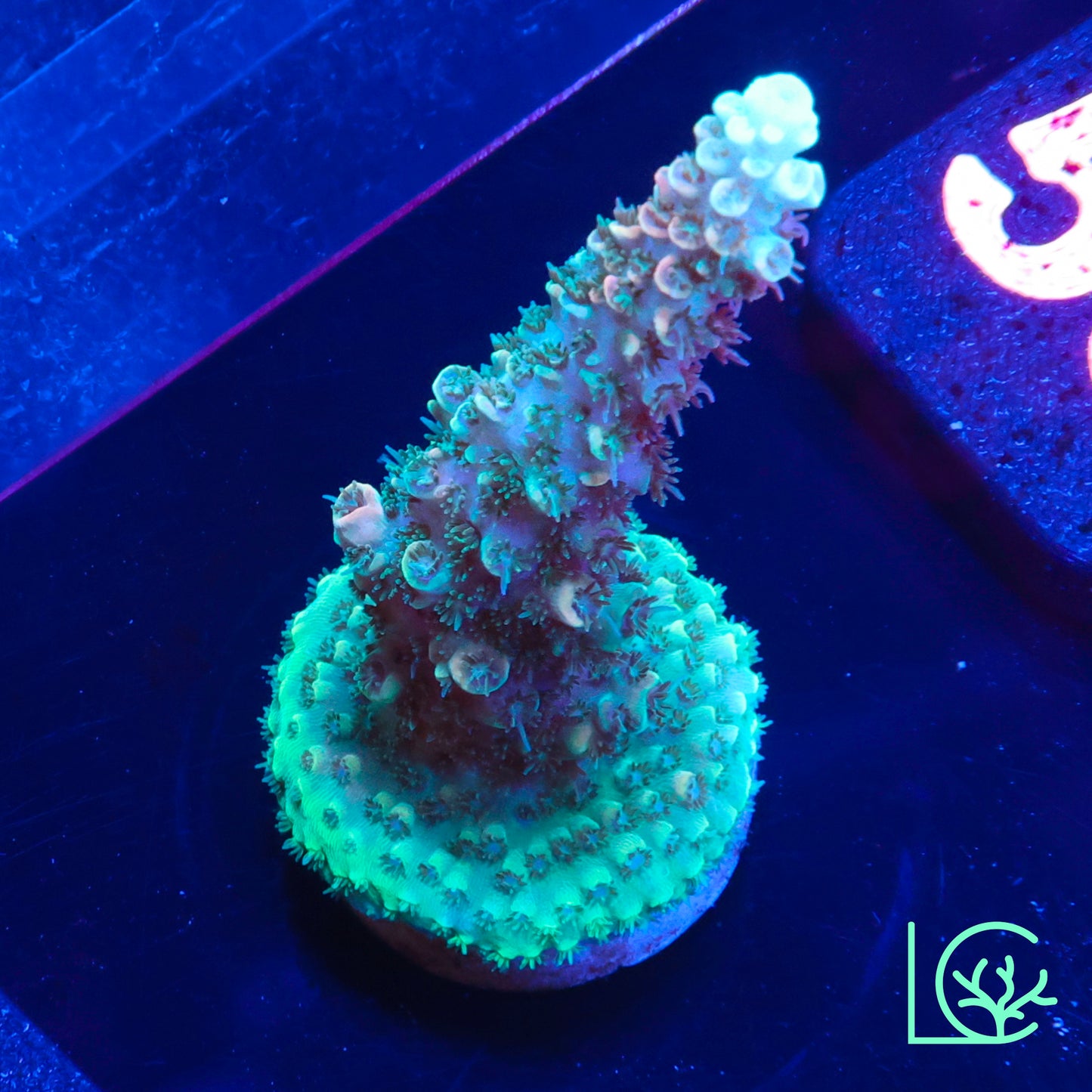 TSA Bill Murray Acropora WYSIWYG