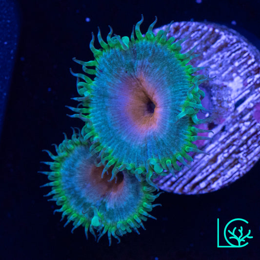 Captain America Zoa WYSIWYG