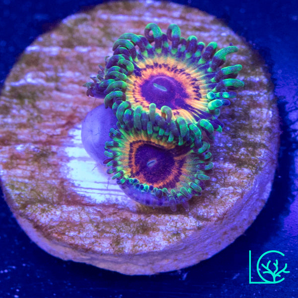 Little Shop of Horror Zoa WYSIWYG