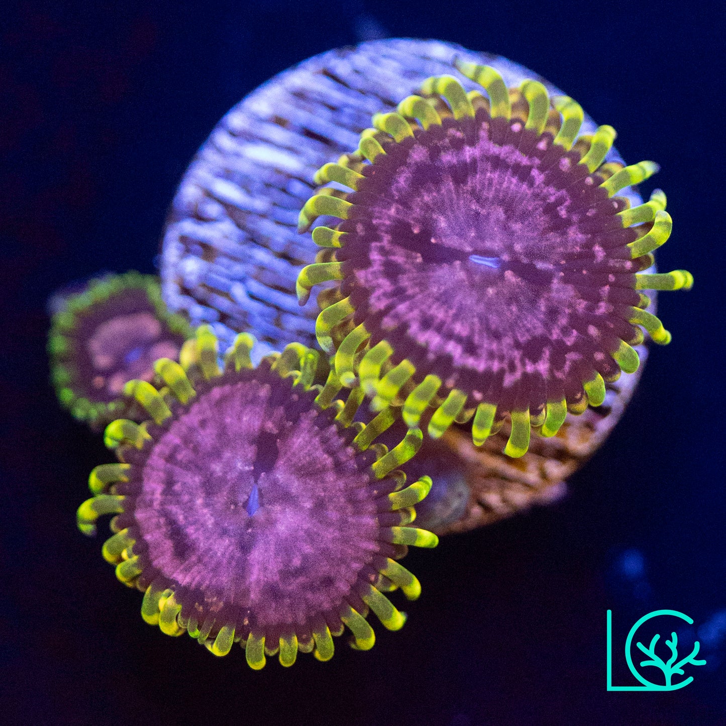Purple Monster Zoa WYSIWYG