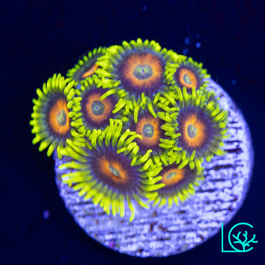 Lazy Lashes Zoa WYSIWYG